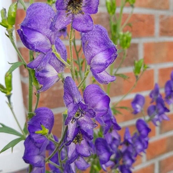 Aconitum napellus Blüte