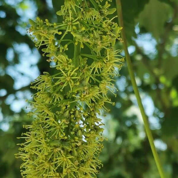 Acer pseudoplatanus പുഷ്പം