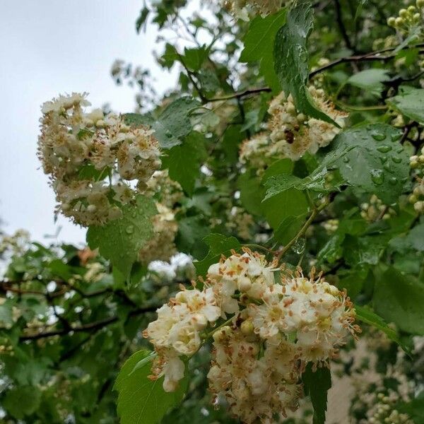 Crataegus phaenopyrum Blatt