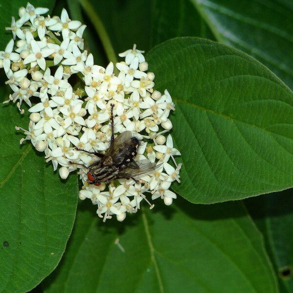 Cornus sericea Blomst