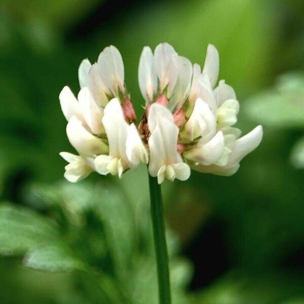 Trifolium repens Fleur