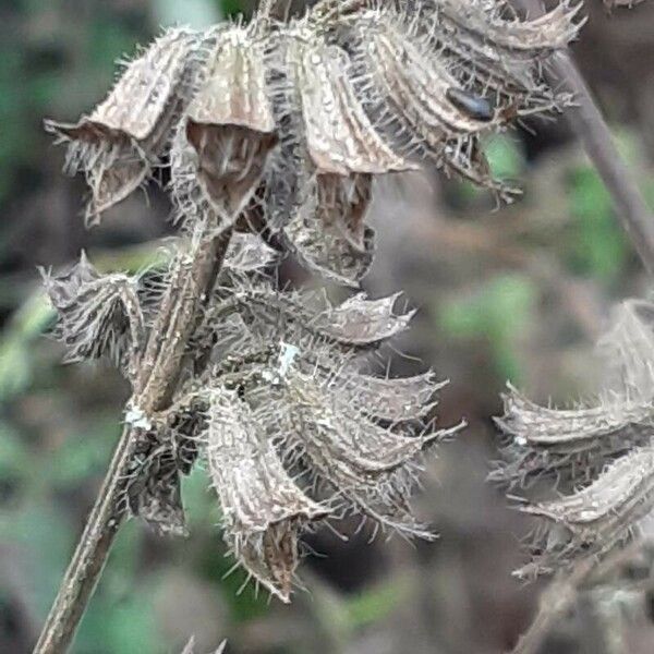 Melissa officinalis Плід