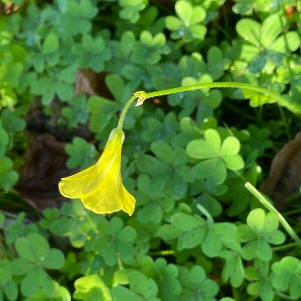 Oxalis pes-caprae Flower