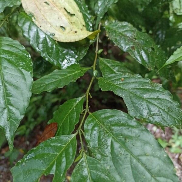 Coffea canephora Levél