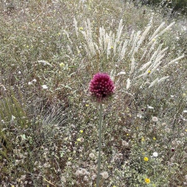 Allium sphaerocephalon Flower