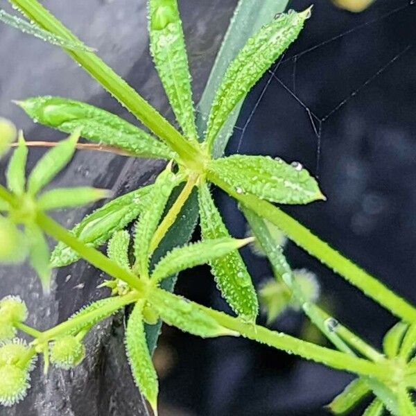 Galium spurium Blatt