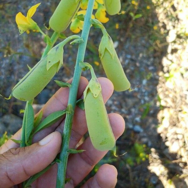 Crotalaria spectabilis Плід