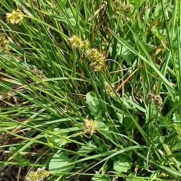 Carex leersii Hábito