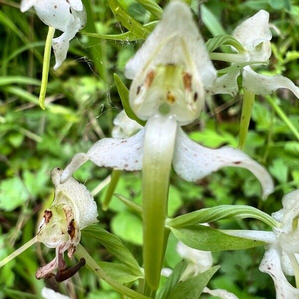 Platanthera chlorantha 花