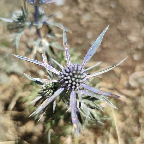 Eryngium amethystinum Blüte