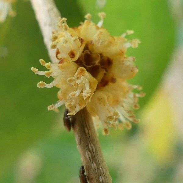 Securinega durissima Flower