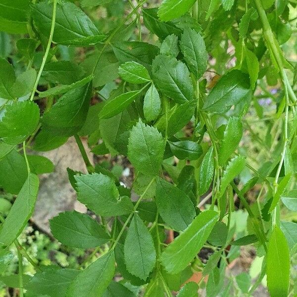 Rosa multiflora Leaf