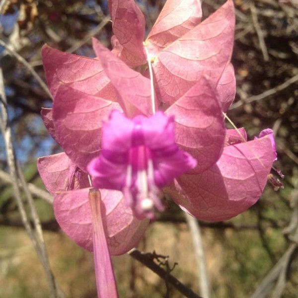 Ipomoea heptaphylla 花