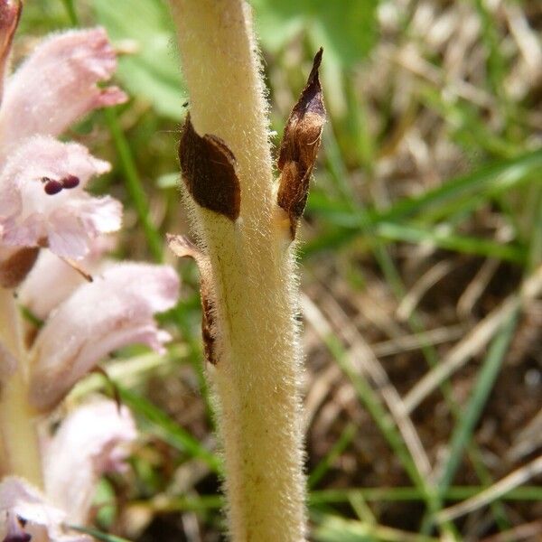 Orobanche caryophyllacea Кора