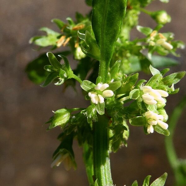 Rumex palustris Квітка