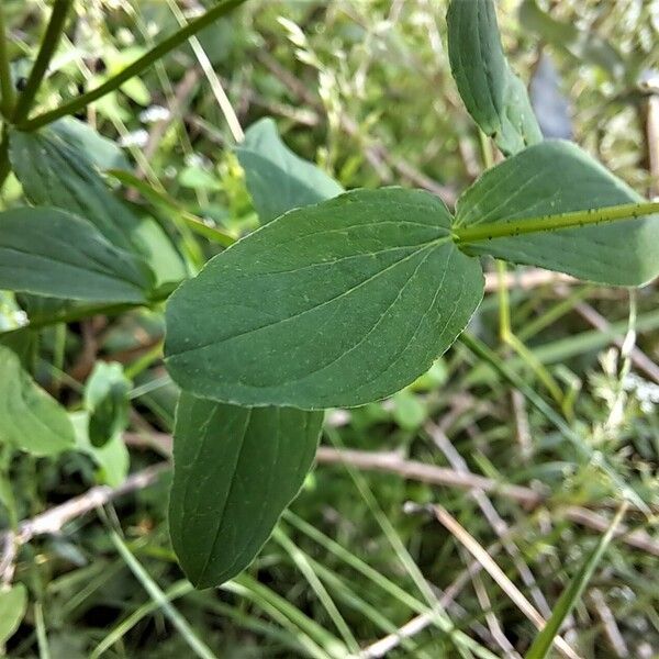 Hypericum tetrapterum Leaf
