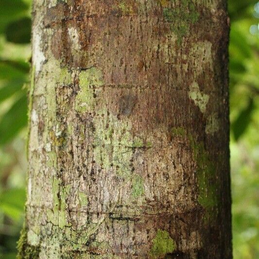 Ficus mauritiana Corteccia