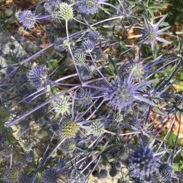 Eryngium bourgatii Квітка