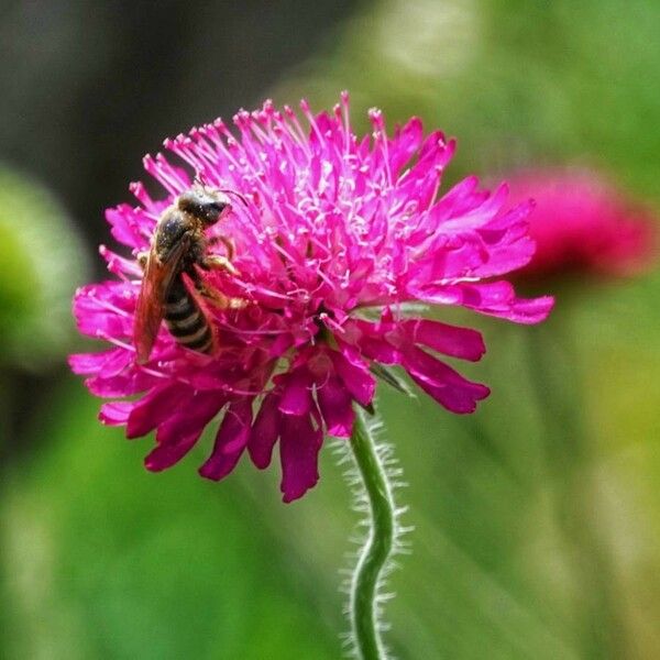 Scabiosa atropurpurea Кветка