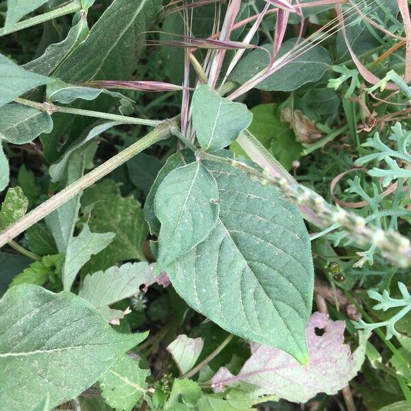 Achyranthes aspera Leaf