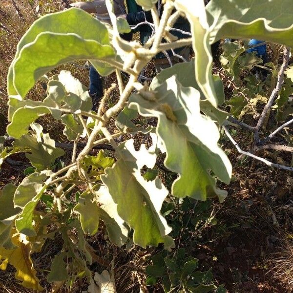 Solanum lycocarpum Fuelha