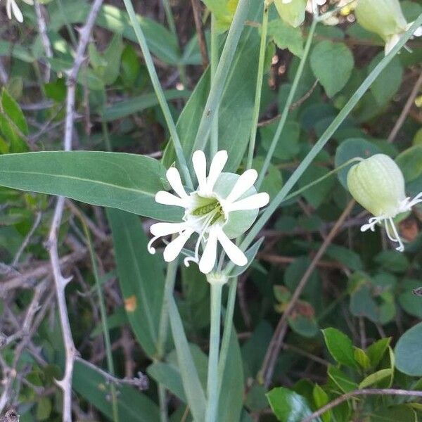 Silene vulgaris Flower