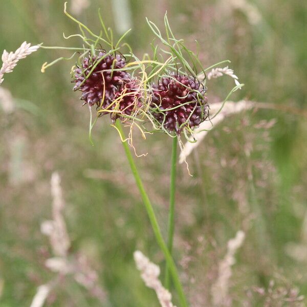 Allium vineale फल