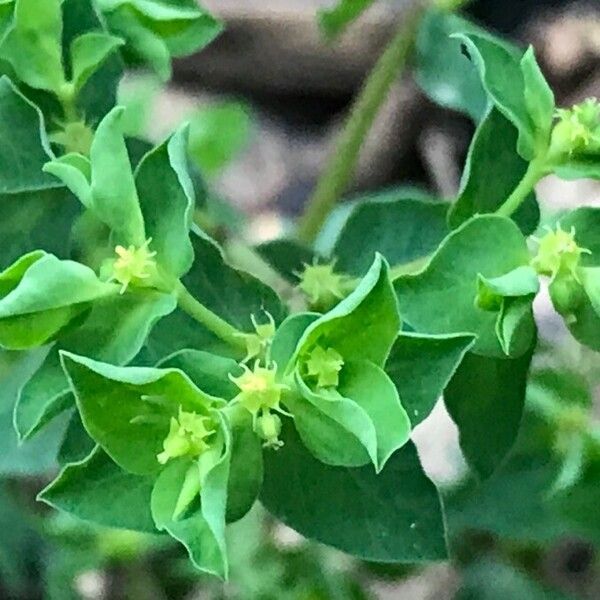 Euphorbia peplus ফুল