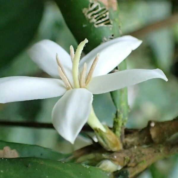 Aulacocalyx jasminiflora Fiore