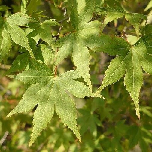 Acer palmatum Лист