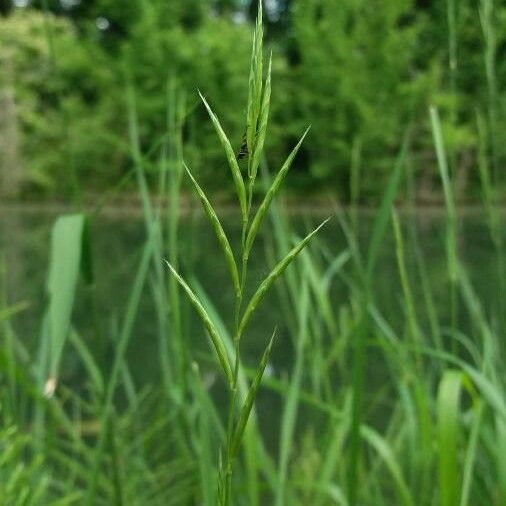 Brachypodium pinnatum फूल