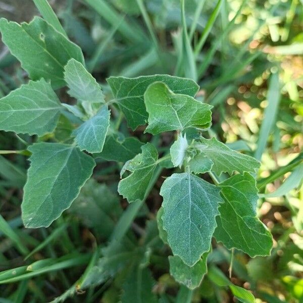 Chenopodium vulvaria Leaf