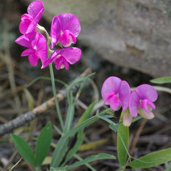 Lathyrus latifolius Blomma