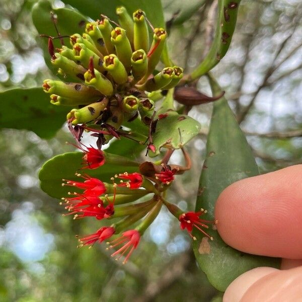 Lumnitzera littorea Квітка