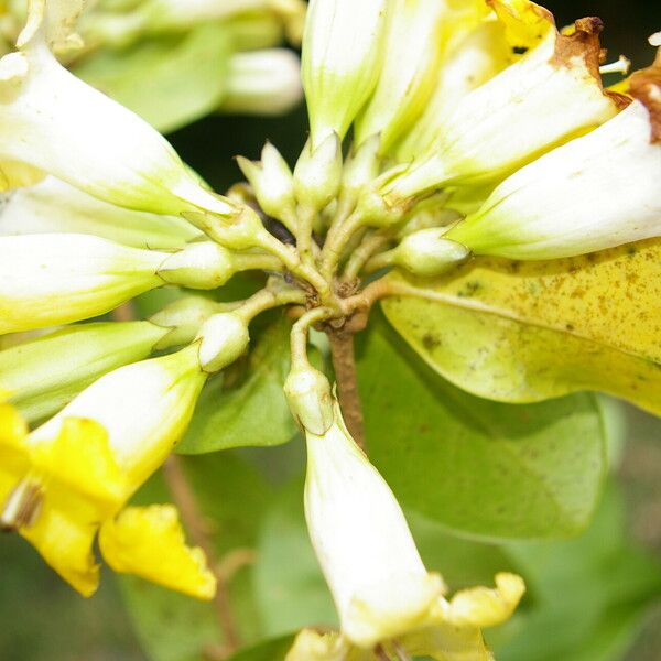 Schultesianthus leucanthus Кветка