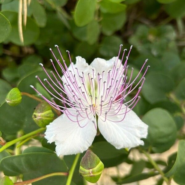 Capparis spinosa फूल