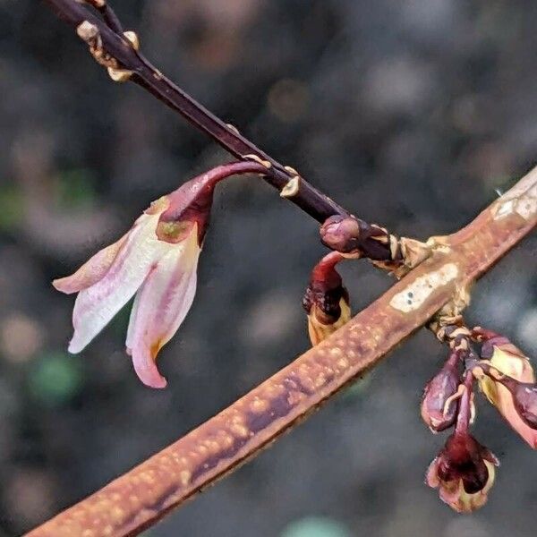 Abeliophyllum distichum Žiedas