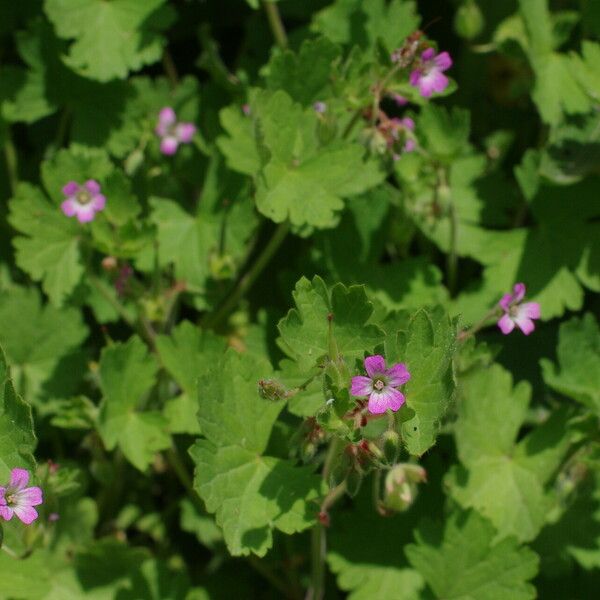 Geranium divaricatum Blüte