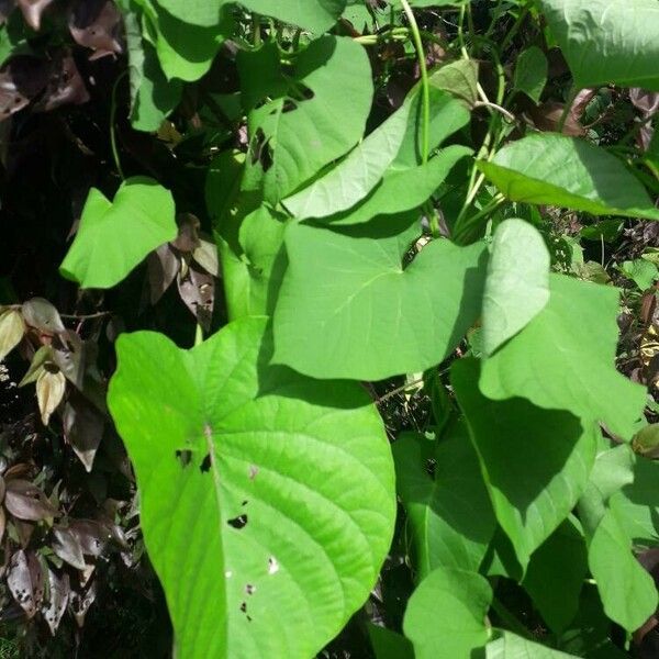 Merremia peltata Leaf