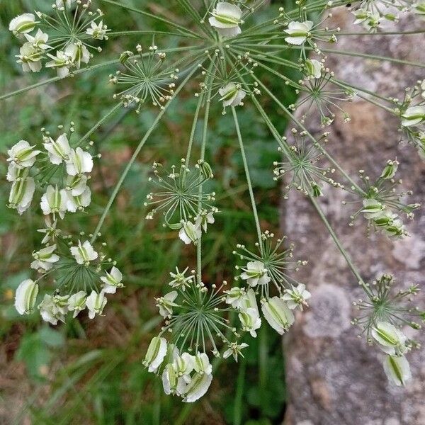 Laserpitium latifolium Floro