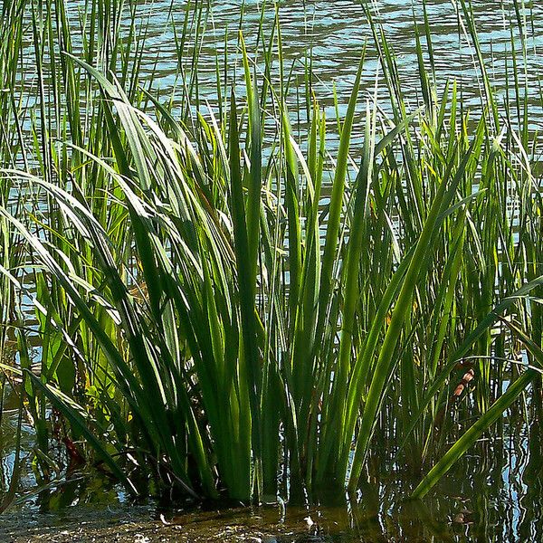 Acorus calamus Leaf