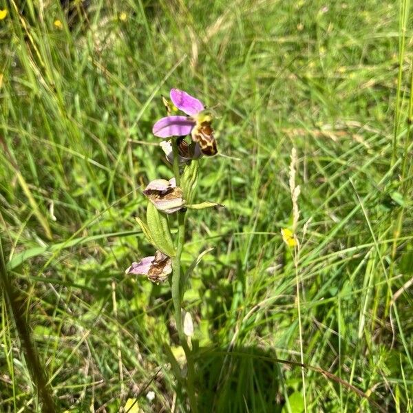 Ophrys apifera Flower