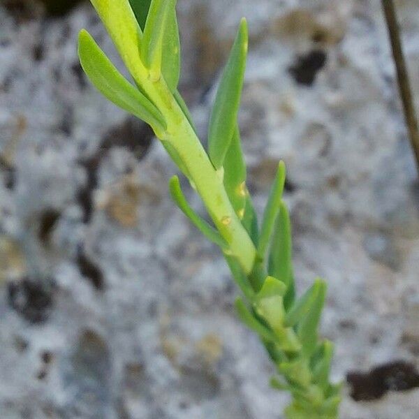 Aethionema saxatile Frunză