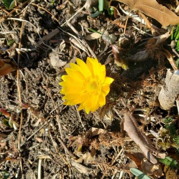 Adonis vernalis Λουλούδι