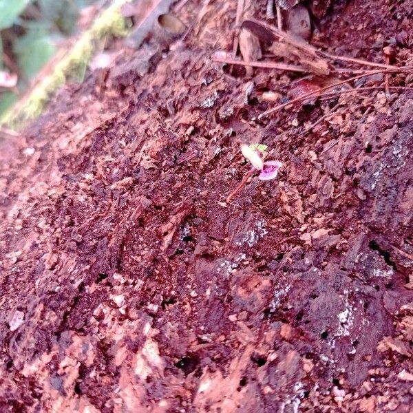 Desmodium triflorum Flor