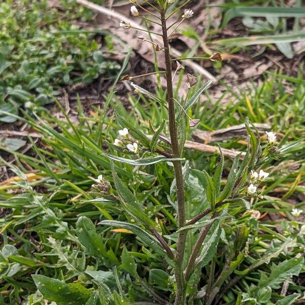 Capsella bursa-pastoris Hábito