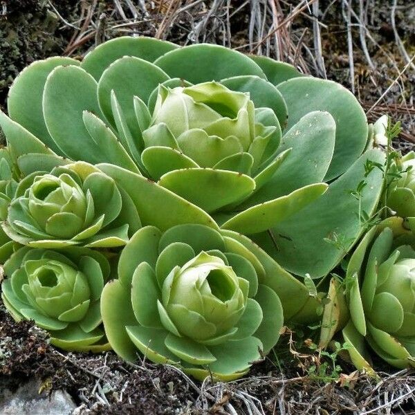 Aeonium aureum Folla