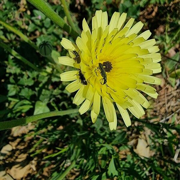 Urospermum dalechampii Flower