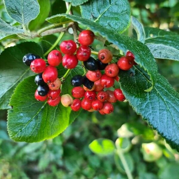 Viburnum lantana 果實