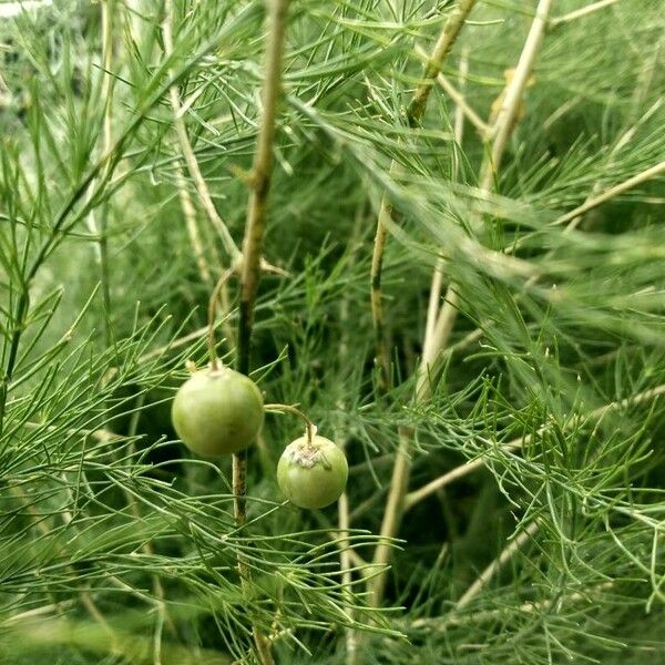 Asparagus officinalis Плод